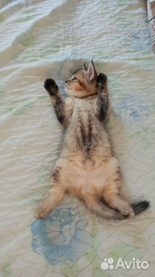 Шотландские прямоухие котята