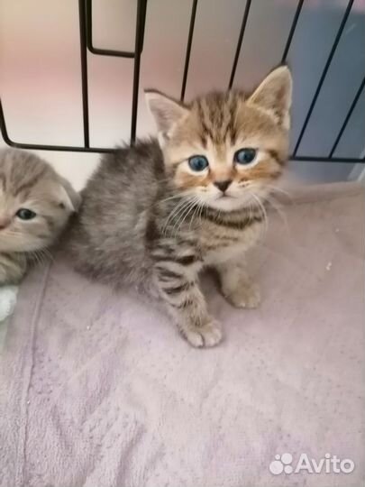 Шотландские