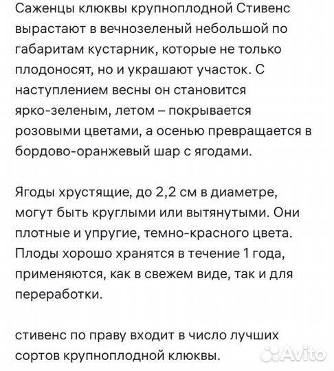 Клюква Стивенс