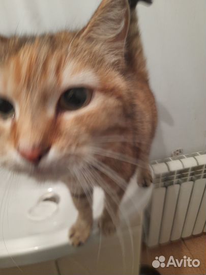 Кошка стерелизованная в хорошие руки