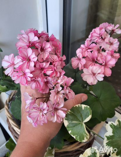 Пеларгония,герань