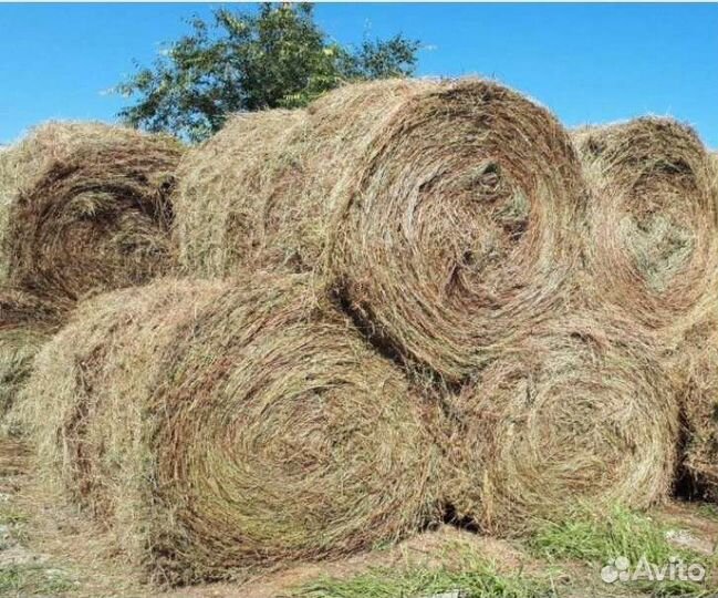 Сено луговое разнотравье в тюках