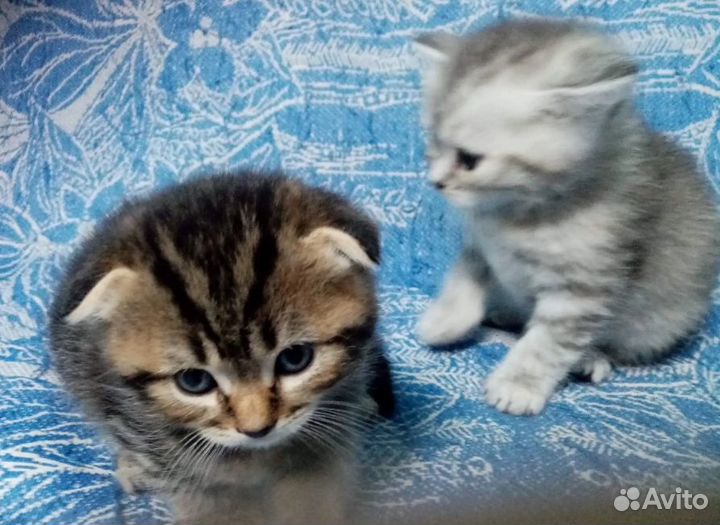 Британские котята