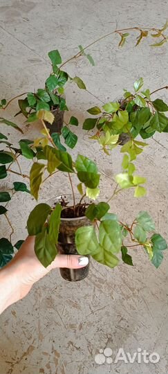 Циссус березка