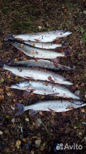 Свежая рыба. Щука, судак, окунь