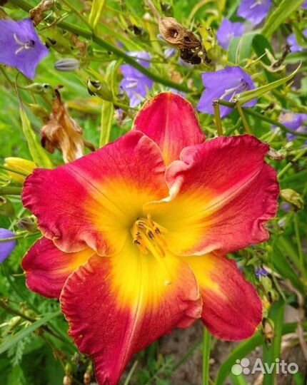 Лилейник Forever Redeemed