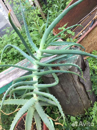 Бесплатно Алоэ возраст более 5 лет