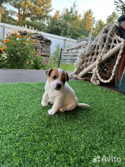 Щенки джек рассел терьер