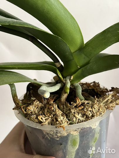 Орхидея фаленопсис биг лип