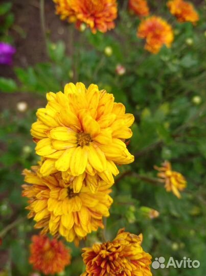 Многолетние цветы для сада