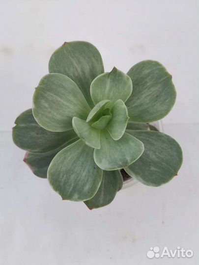 Суккуленты: Эхеверии вариегатные коллекционные