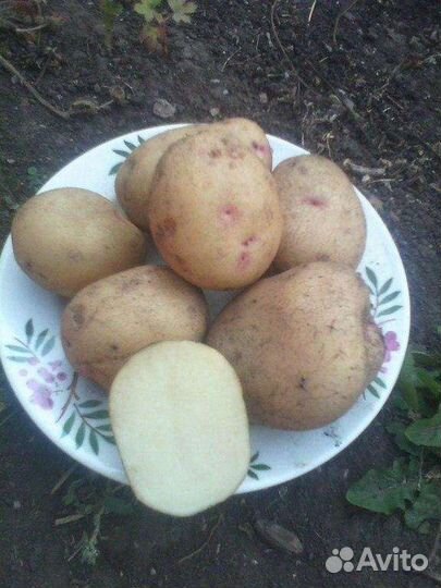 Продам картофель