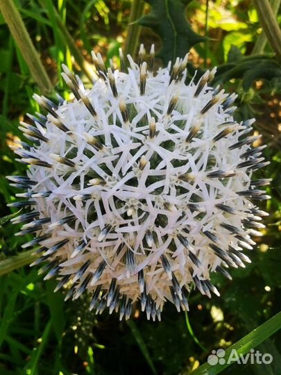 Семена мордовника шароголового