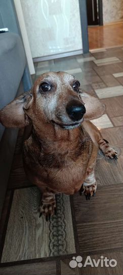 Такса бесплатно