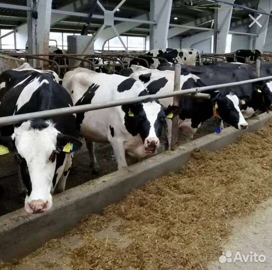 Б мясные холмогоры сименталы лимузины