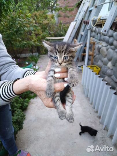 Котята в добрые руки даром