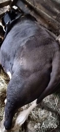 Быки на мясо