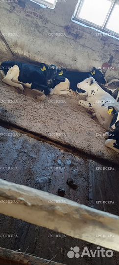 Телята крс бычки