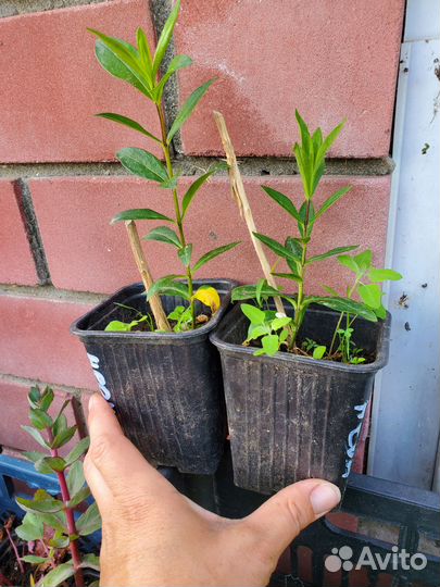 Флокс неон ауреоле