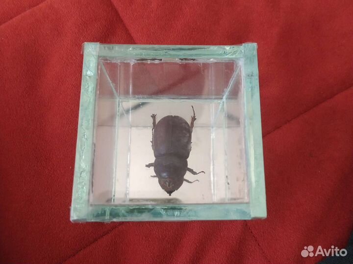 Коллекционный таракан