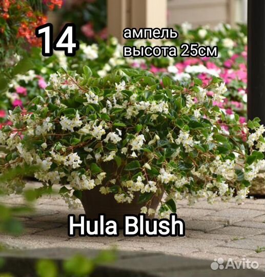 Бегония вечноцветущая