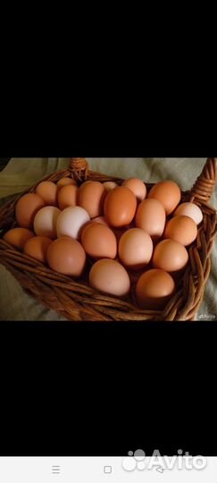 Домашние куриные яйца