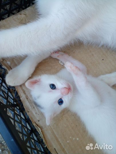 Котята в добрые руки бесплатно