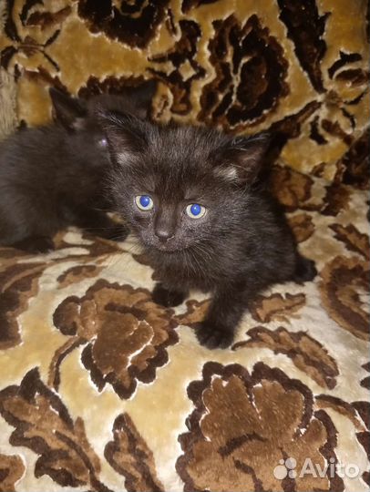 Котята в дар бесплатно