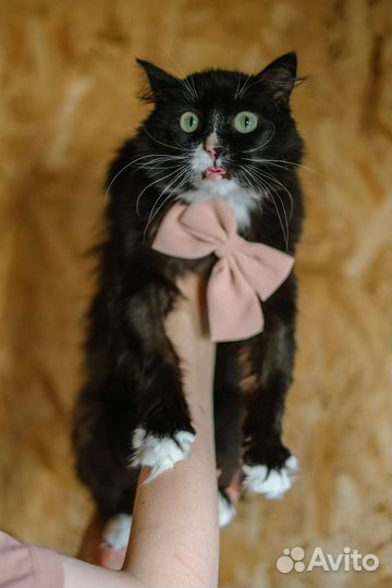 Малышка Асти ждёт вас в приюте