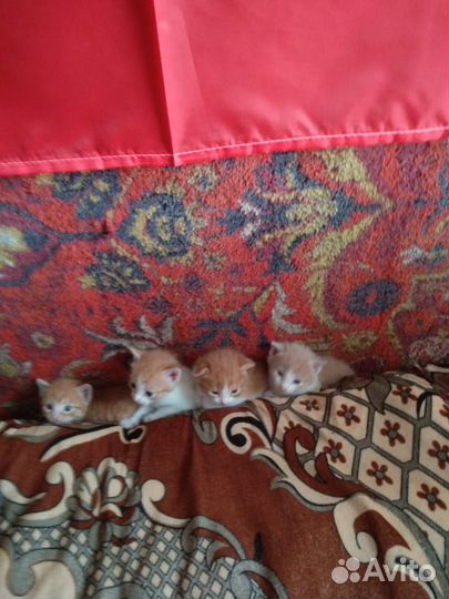 Котята в добрые руки