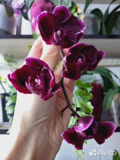 Орхидея фаленопсис