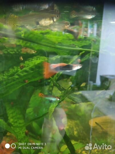 Аквариумные рыбки гуппи