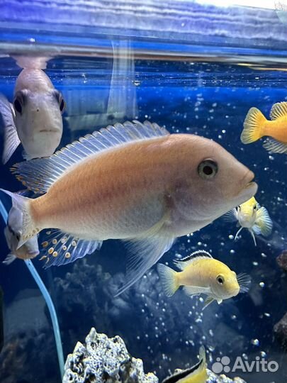 Аквариумные рыбки