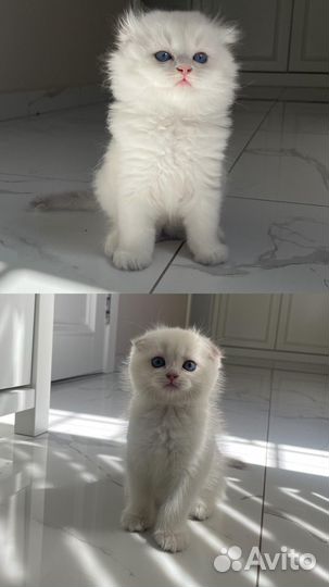 Котята