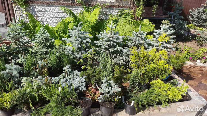 Саженцы ель голубая