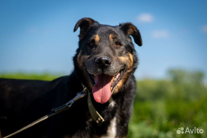 Настоящий Герцог собака из приюта в добрые руки