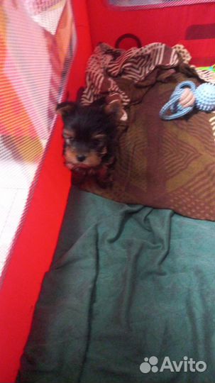 Йоркширский терьер мини