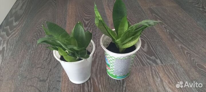 Сансевиерия