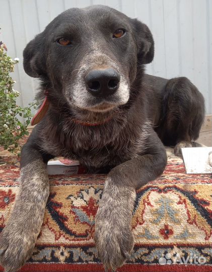 Собака в добрые руки