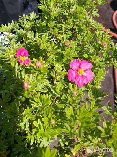 Лапчатка, Спиреи, Скумпия, Кизильник, Боярышник