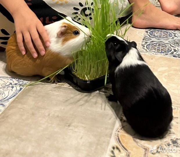 Морские свинки с клеткой