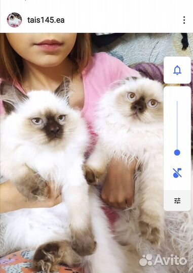 Шотландские вислоухие