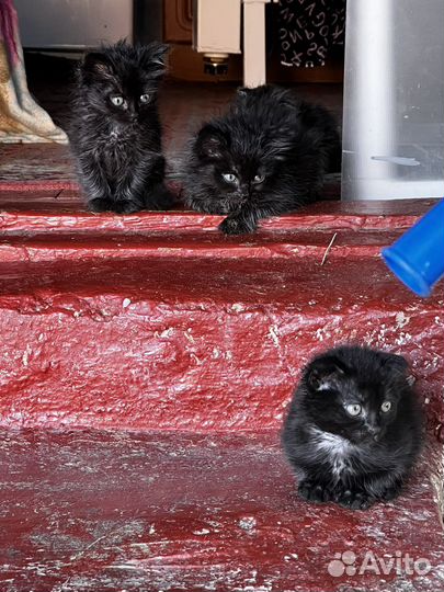 Котята в добрые руки даром