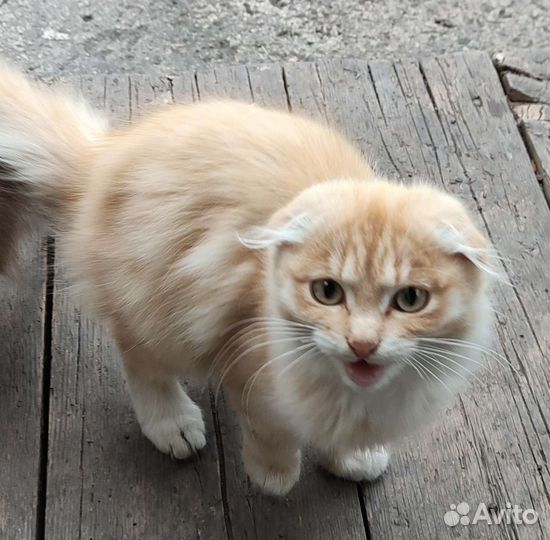 Котята в добрые руки бесплатно