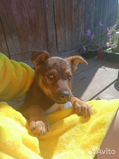 Собаки бесплатно в добрые руки щенки