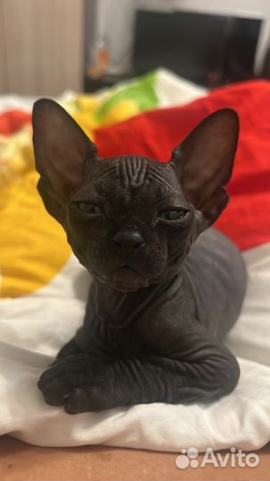 Канадский сфинкс