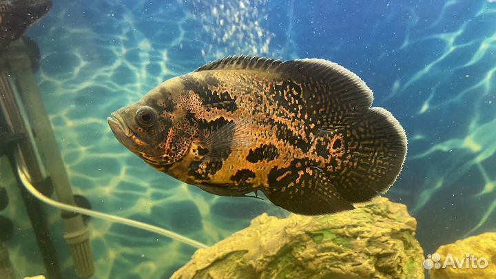 Аквариумные рыбки