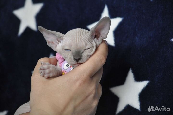 Очаровательные канадские сфинксята из питомника