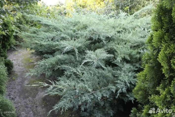 Саженцы декоративных культур