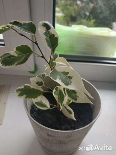 Фикус бенджамина